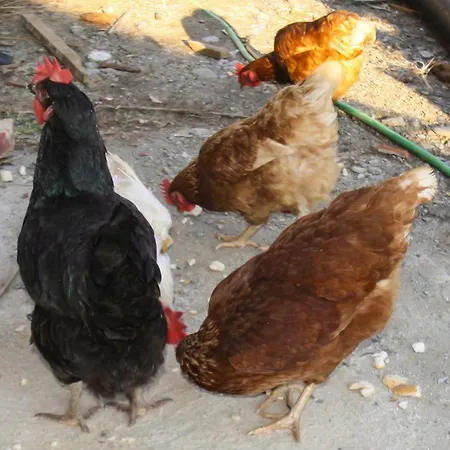 Le Maquis